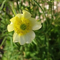 Ranunculus acris f. 'Citrinus'